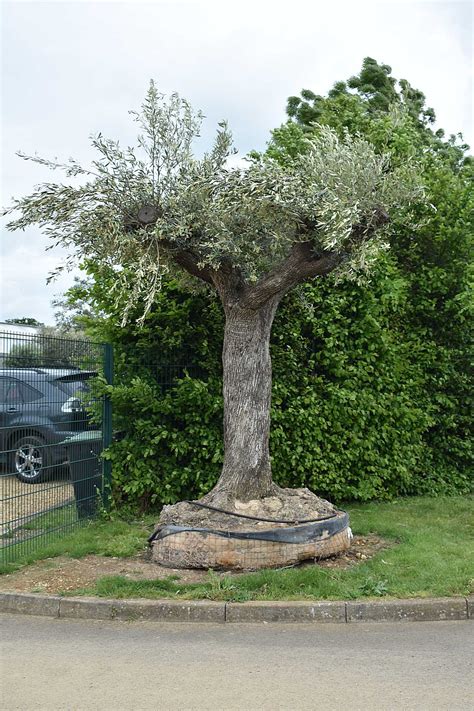 Tall Ancient Olive Tree Olive Grove Oundle
