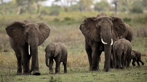 Poachers Decimate Tanzanias Elephant Herds Npr