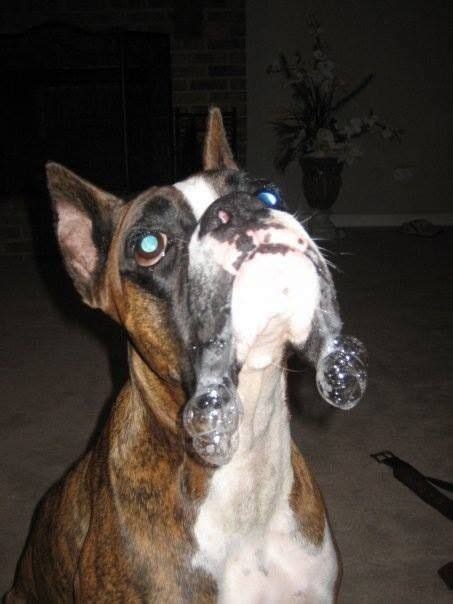 Bubbles Boxer Drool Bubbles How Attractive Boxer Dogs Funny
