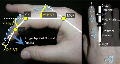 Picture Of Hand With Motion Capture Markers And Diagram Of Anatomical