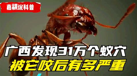 310000 Red Imported Fire Ant Nests Were Found In Guangxi How Serious