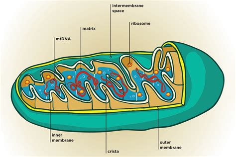 The Mighty Mitochondria Idea Health And Fitness Association