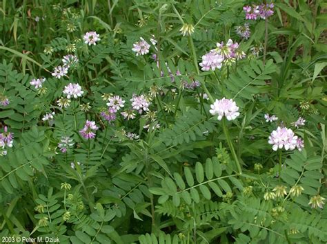 Securigera Varia Crown Vetch Minnesota Wildflowers