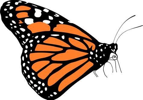 Free Monarch Butterfly Clipart