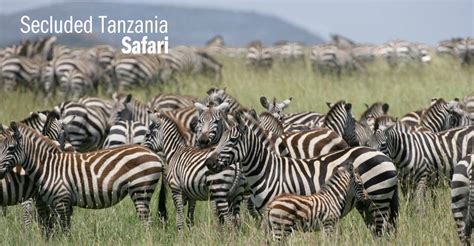 Zebras are native to southern and central africa. Tanzania African Safari | Africa | Natural Habitat Adventures
