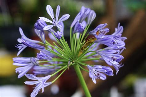 How To Grow African Lilies Agapanthus Africanus Inside