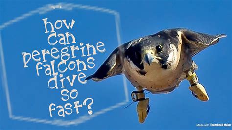 In normal flight, it can reach an average speed of 40 mph and when in the chase, it can fly as fast as 65 mph. How Can Peregrine Falcons Dive So Fast? | # ...