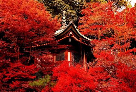 Japan Trees Wallpapers Top Free Japan Trees Backgrounds Wallpaperaccess