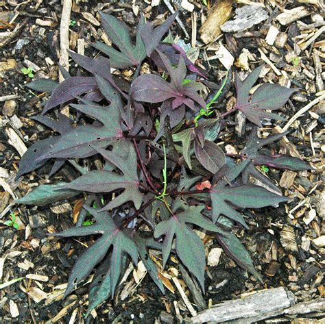 Ipomoea Batatas Blackie Blackie Sweet Potato Vine 1 Flickr