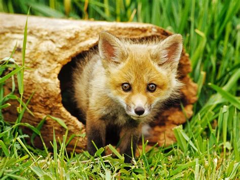 Animals Fox Nature Baby Animals Wallpapers Hd Desktop And Mobile