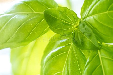 Fresh Basil Herb Leaves Closeup Stock Photo Image Of Flavor Balance