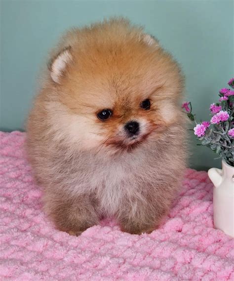 Mimoza Boutique | Pomeranian puppies for sale