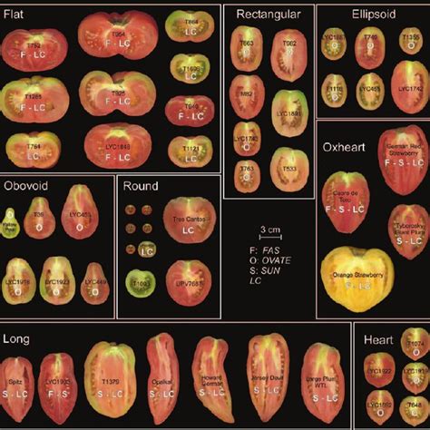 Pdf The Genetic Basis Of Fruit Morphology In Horticultural Crops