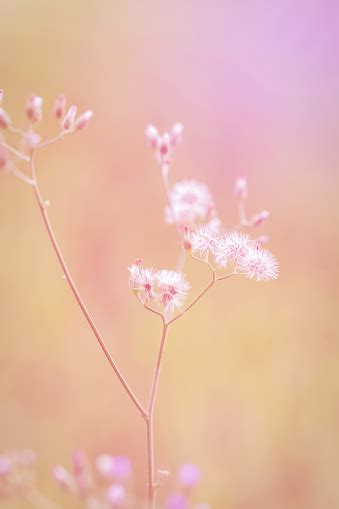 Bunga Padang Rumput Pagi Segar Yang Indah Dalam Cahaya Hangat Yang
