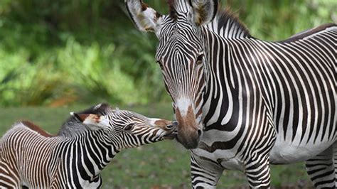 Endangered Baby Zebra Makes Debut At Zoo Miami Amg Realty