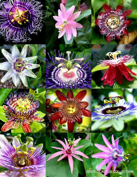 15 Seeds Flowering Passiflora Mix Passion Fruit Exotic Edible Tropical