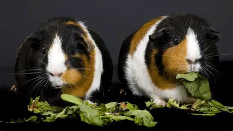 Can Guinea Pigs Eat Dandelion Greens Pet Diet Guide