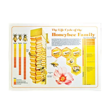 Honey Bee Life Cycle Poster Betterbee
