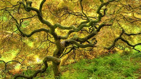 Twisted Tree Wallpapers Earth Hq Twisted Tree Pictures 4k