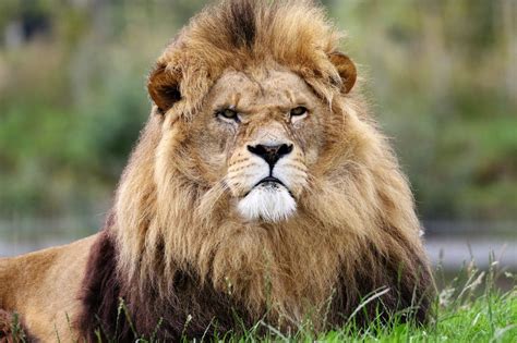 The Fascinating World Of The Largest Lion Animals Around The Globe