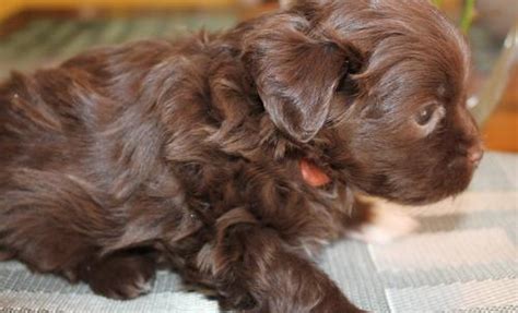 Over the years, our home in spring, texas has seen many dogs, both large and small. Havanese Puppy for Sale - Adoption, Rescue for Sale in ...