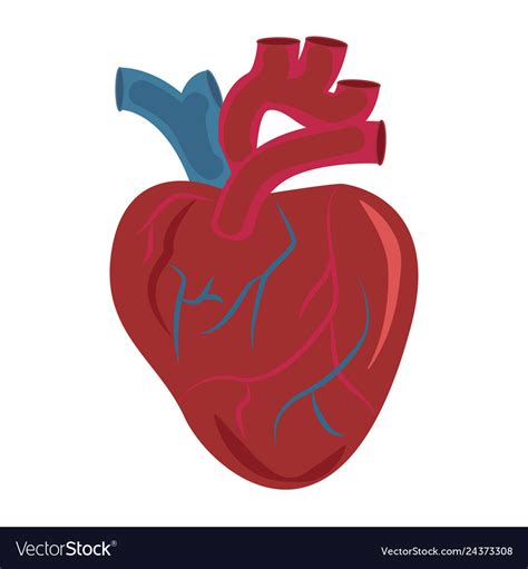 Human Heart Organ Design Icon Medical Royalty Free Vector