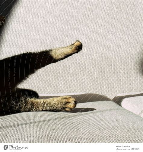 Cat Gymnastics Sofa Animal A Royalty Free Stock Photo From Photocase
