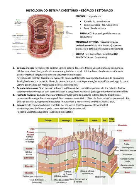 Histologia Do Sistema Digestório Histologia Do Sistema DigestÓrio