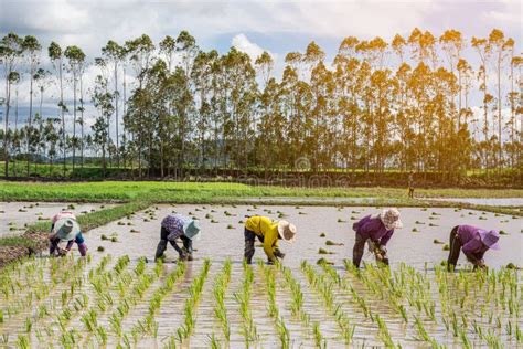 Farmers Are Planting Rice In The Rice Paddy Field Stock Image Image