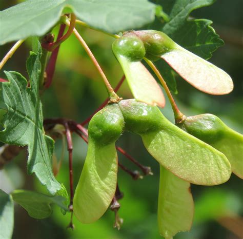 Á R B O L E S T R E E S Acer Opalus Subsp Granatense Boiss