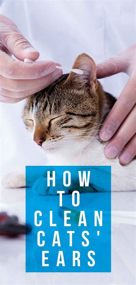 How To Clean A Cats Ears In 2023 Cats Maniax