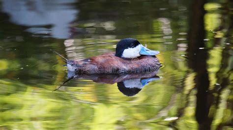 Ruddy Duck North American Stock Image Image Of Male Outdoors 97923369