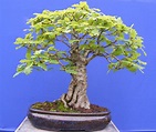 Bonsai quercia - Bonsai - Come realizzare un bonsai di quercia