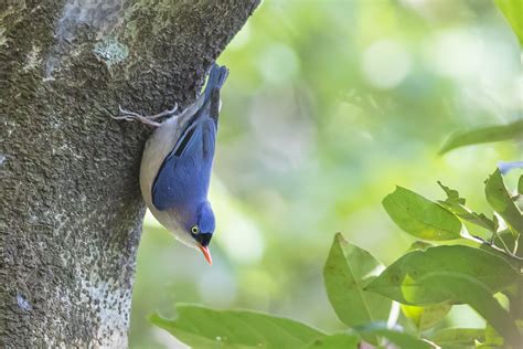 As The Crow Flies A Hong Kong Birding Blog 2016