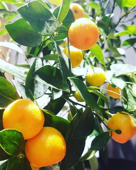 How To Grow Your Calamondin Orange Tree Indoors Grün