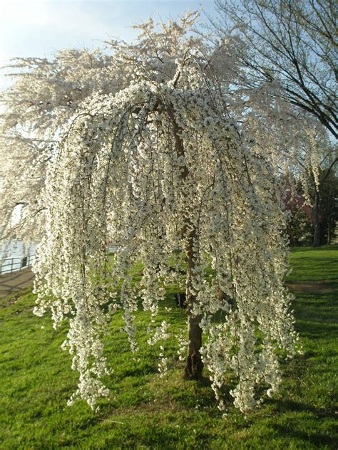 Small Decorative Balls Weeping Cherry Tree Dwarf Weeping