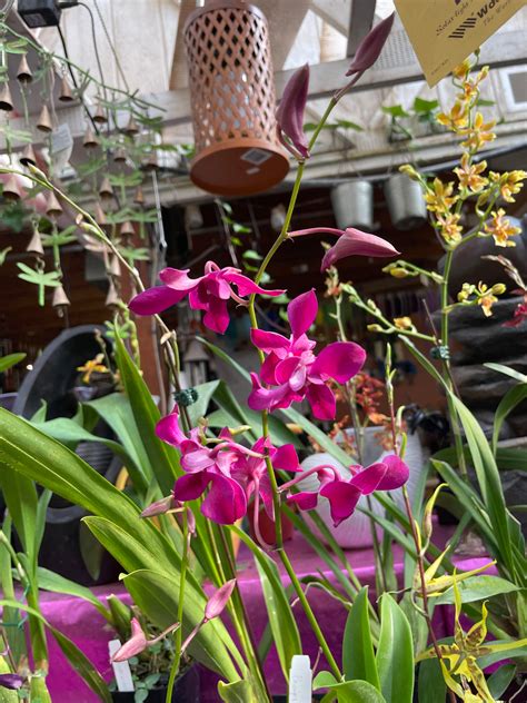 Our Top 4 Tips For Caring For Orchids House By The Side Of The Road