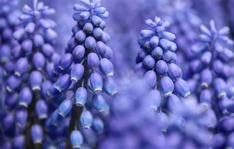 muscari flower blue hd desktop wallpapers 4k hd images