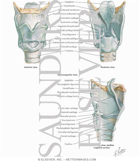 Thyroid Cartilage Anatomy