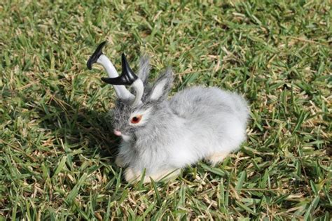 Gray Grey Jackalope Rabbit With Horns Lying Easter By Kadaland 1899 Jackalope Rabbit Horns