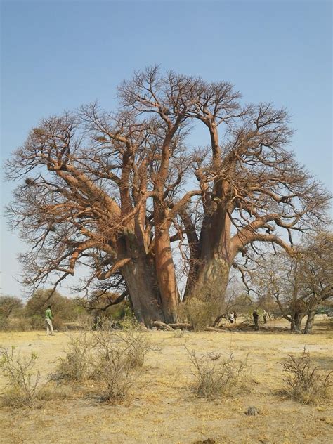 Baobab African Savanna Trees Pets Lovers