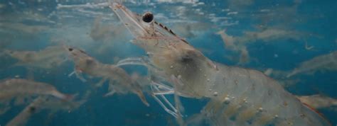 Naturalshrimp Underwater Video Natural Shrimp