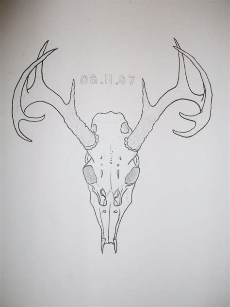 S Bird Art And Design Deer Skull