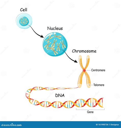 da gene al dna e al cromosoma nella struttura cellulare sequenza genomica illustrazione