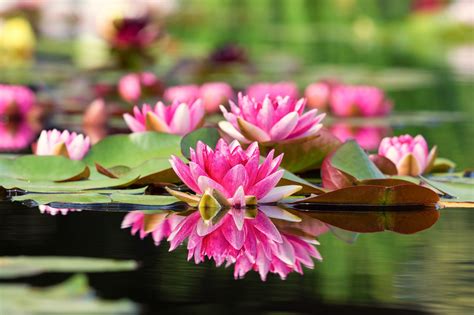 Water Lily Hd Wallpaper Background Image 2048x1365