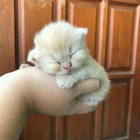 Kitten Sleeping In A Humans Hand Luvbat