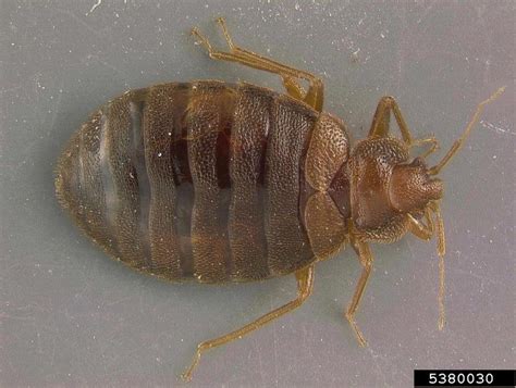 Bed Bug Cimex Lectularius Hemiptera Cimicidae 5380030