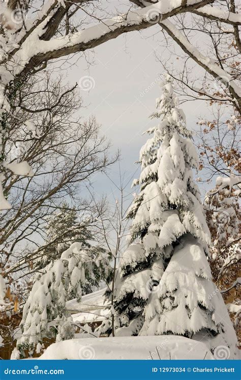Snow Covered Evergreen Stock Photo Image Of December 12973034