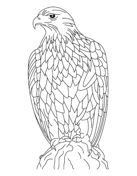 Peregrine Falcon Coloring Page At Free Printable