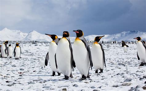 Therefore, they are birds by official scientific designation but are flightless just as ostriches, emu, and cassowaries. Could Penguins Thrive at the North Pole?